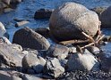 Rouge-gorge sur la Neste d'Aure