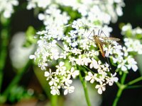 DSCF0815