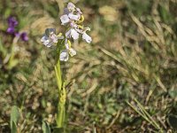 Orchis bouffon rose