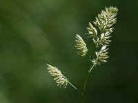 Epis de dactyle