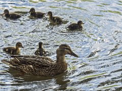 Canard