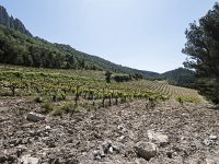 Vignobles