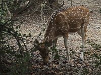 Cerf axis juvénile