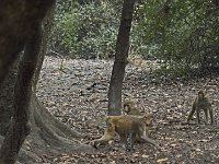 Singes