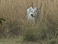 Faune