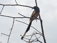Témia vagabonde