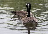 DSC_2584.jpg