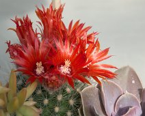 Parodia microsperma