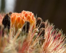 Ferocactus pilosus