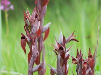 Autres orchidées