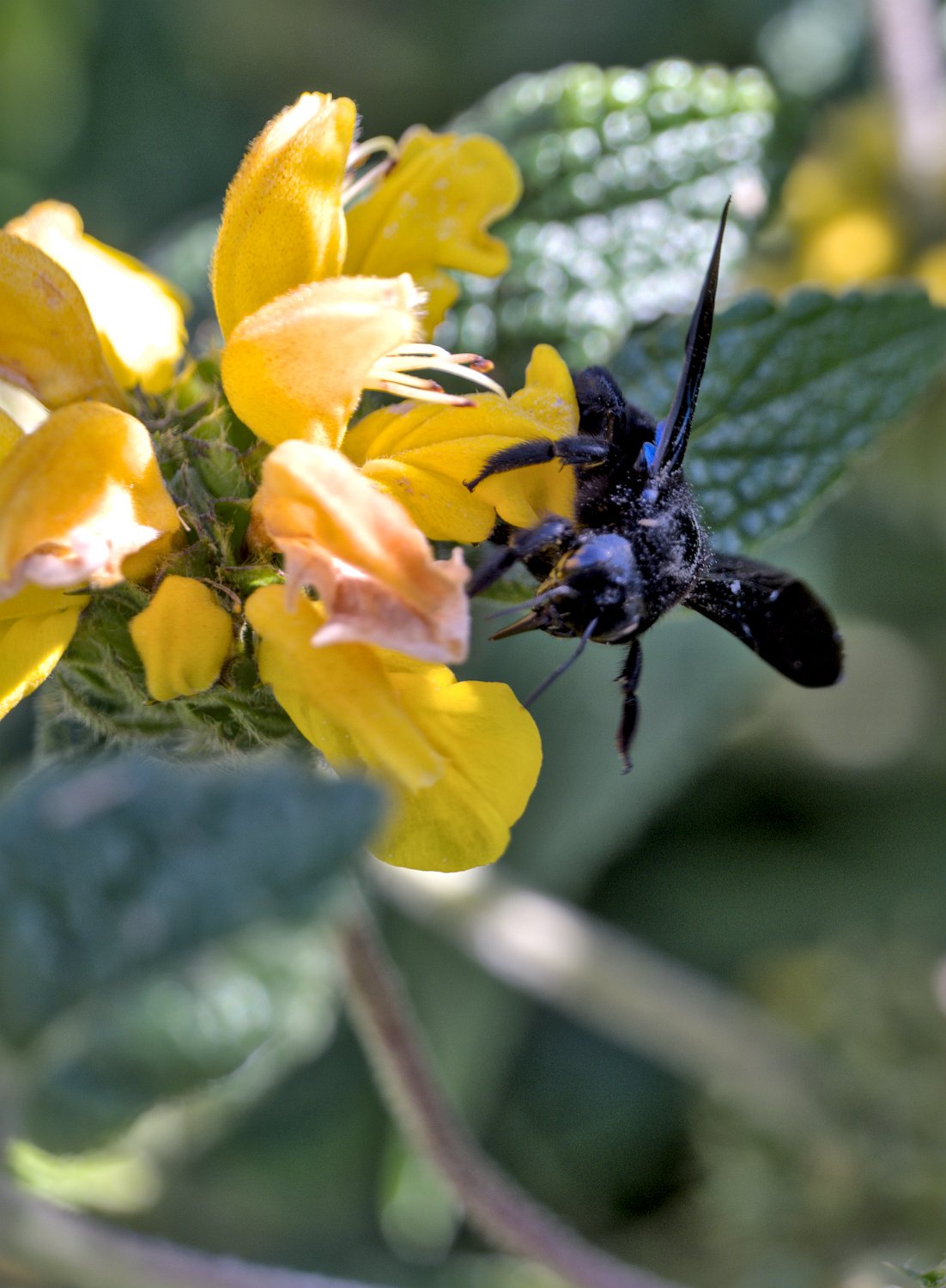 Abeille charpentière sur sauge sclarée