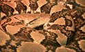 Python réticulé