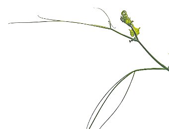 Arabesques