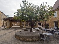 Le coignassier