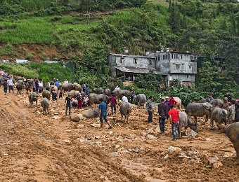 Marché aux buffles