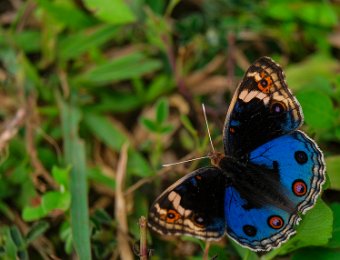 Junonia orithya