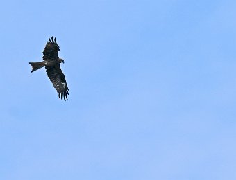 Rapace